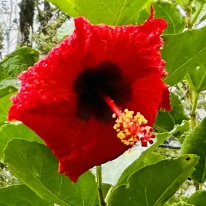  Guest house Kope Hale Near Hilo & Volcano National Park